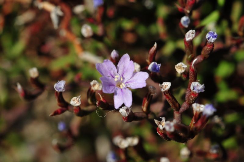 Limonium contortirameum